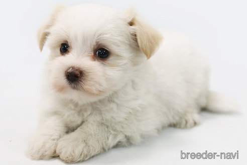 成約済の神奈川県のミックス犬-301722の1枚目